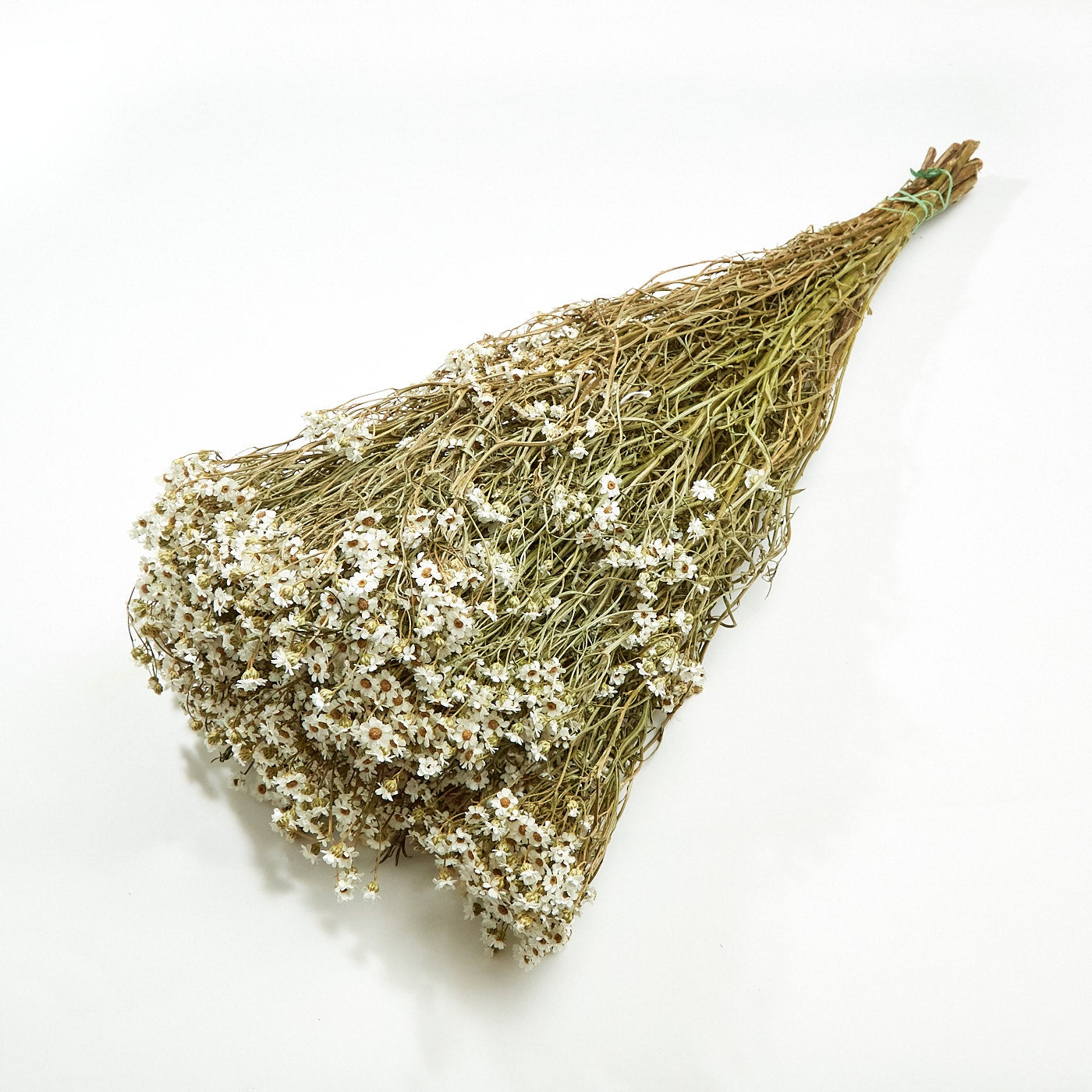 Dried Ixodia, Natural White