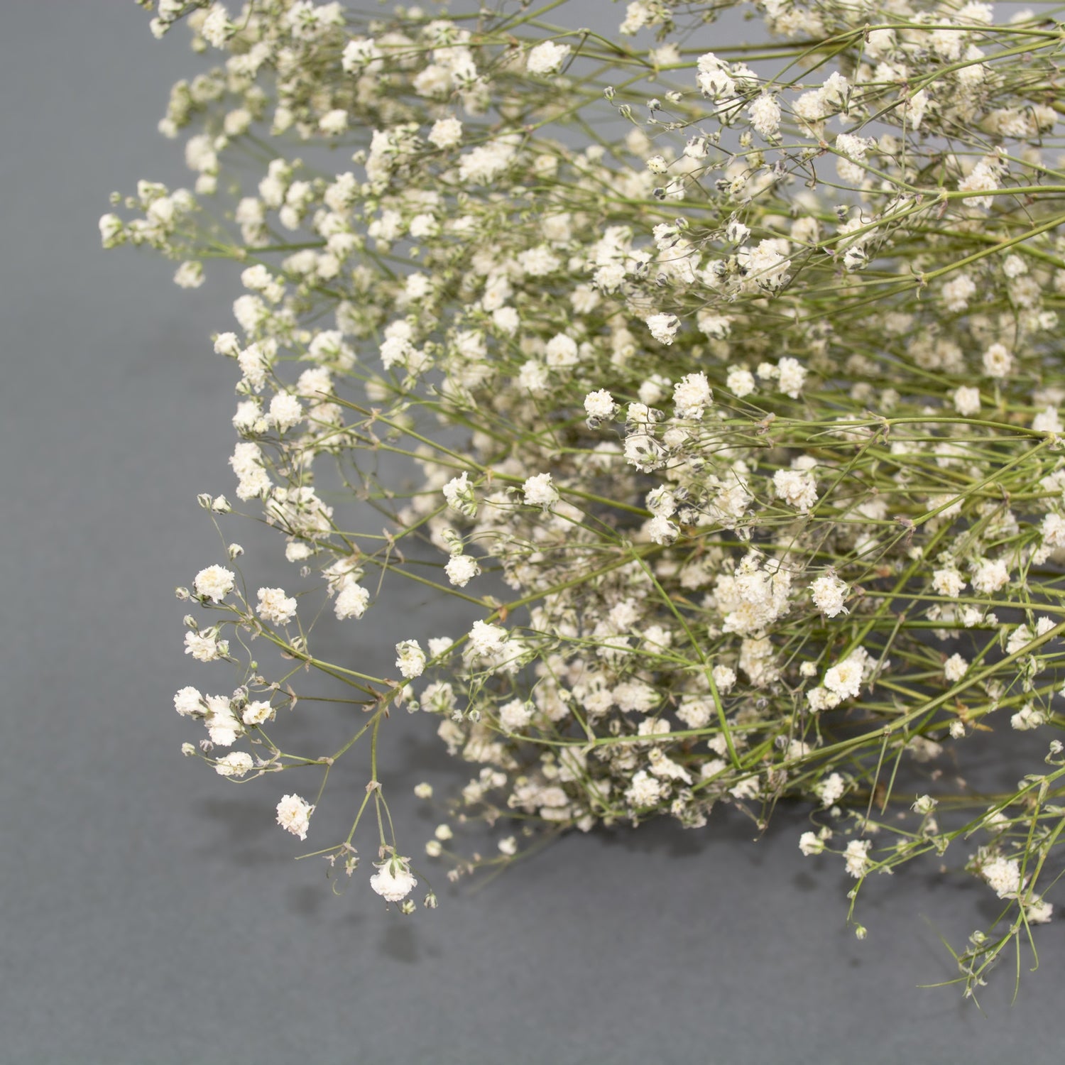 Dried Gypsophila Natural White Bunch